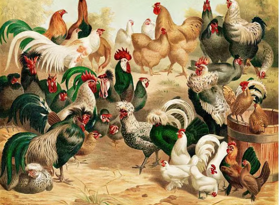 Digitally restored antique illustration of various chicken breeds. Credit: mikroman6/Getty Images