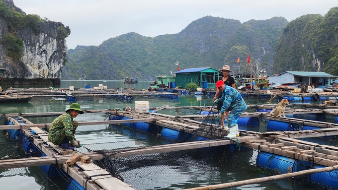 Nhiều hộ dân đang sửa lại lười, lồng bè để nuôi lứa cá mới. Ảnh: Đinh Mười.