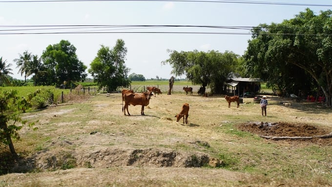 Chăn thả gia súc ở khu vực biên giới. Ảnh: Lê Bình.