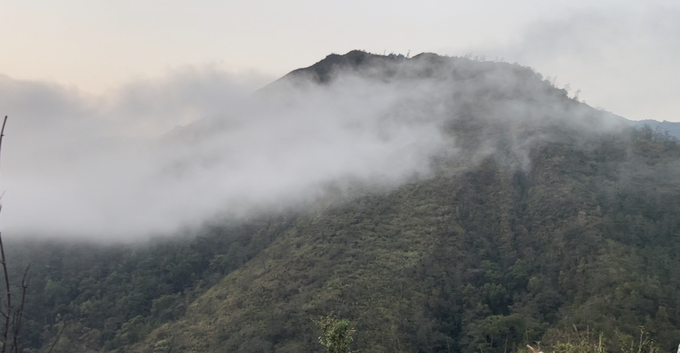 Những đỉnh núi cao ở Pa Vệ Sử có điều kiện thổ nhưỡng, thời tiết phù hợp để trồng sâm Lai Châu. Ảnh: H.Đ.