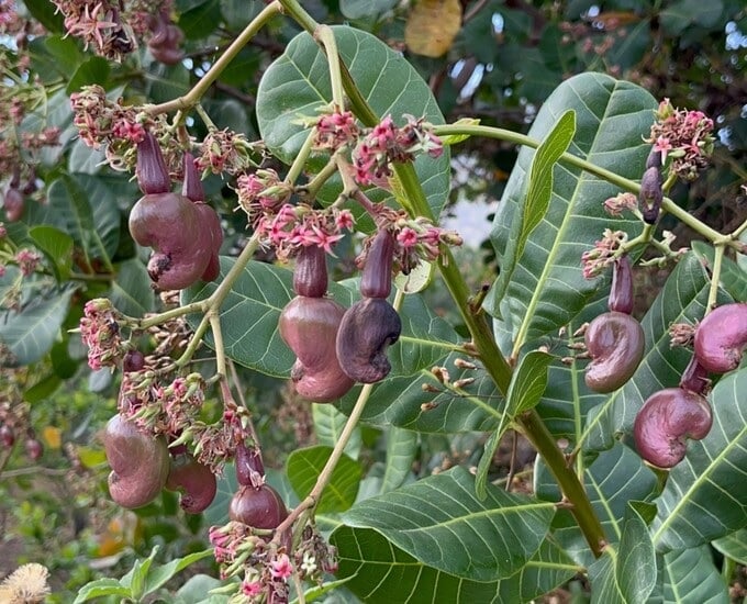 As the Raglay people paid little attention to caring for cashew, the cashew trees could take the advantage of the organic-certified production procedure. Photo: Mai Phuong.