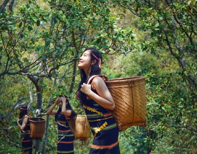 In the harvest season, the local people bring bamboo baskets to the fields to collect cashews by hand. Photo: Mai Phuong.