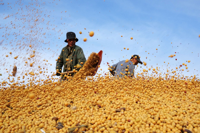 Workers air soybeans in Beian, Northeast China's Heilongjiang province, Oct 20, 2022. Photo: Xinhua