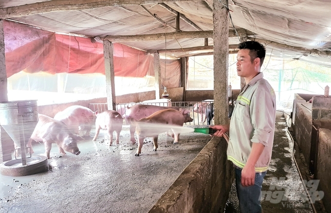 Giá lợn xuống thấp, lo lắng thua lỗ nên tổng đàn lợn của gia đình anh Đặng Anh Vũ giảm từ 500 con xuống còn 100 con. Ảnh: Ngọc Tú.