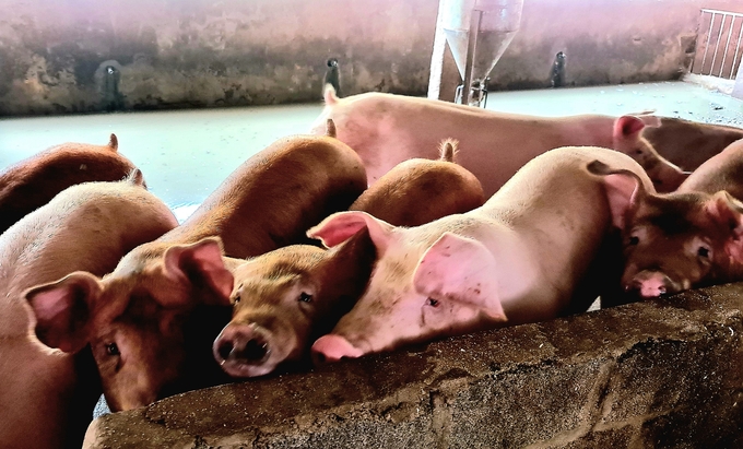 Giá lợn hơi xuống thấp nhiều hộ chăn nuôi ở Bắc Kạn không muốn xuất chuồng chờ giá tăng cao. Ảnh: Đào Thanh.