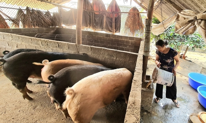 Có thời điểm giá lợn hơi tại tỉnh Bắc Kạn được thu mua ở mức 38.000 đồng/kg khiến người chăn nuôi lỗ nặng. Ảnh: Ngọc Tú.