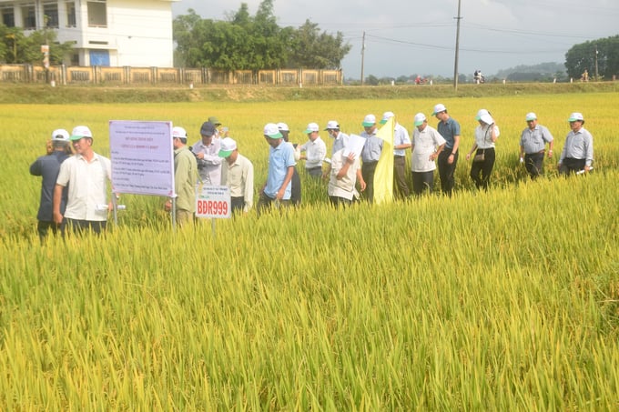 Nông dân tham quan mô hình sản xuất giống lúa BĐR999 và BĐR57 tại xã Bình Nghi (huyện Tây Sơn, Bình Định). Ảnh: V.Đ.T.