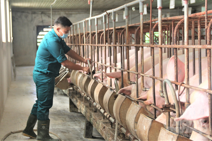 Thịt lợn là loại thịt được tiêu thụ nhiều nhất ở Việt Nam. Ảnh: Phạm Hiếu.