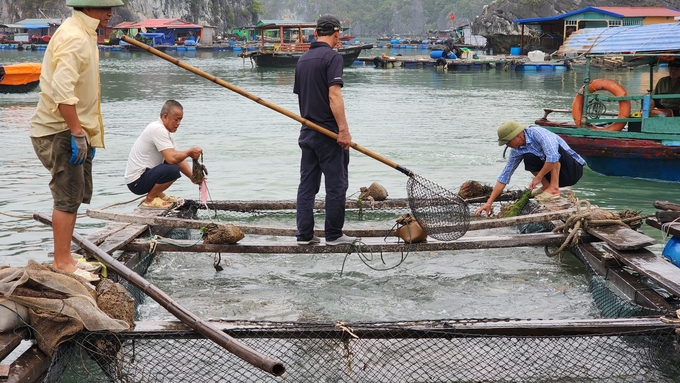 Người dân di chuyển đến vị trí mới nhưng chưa đóng mới bè nuôi cá theo đề án đã được duyệt. Ảnh: Đinh Mười.