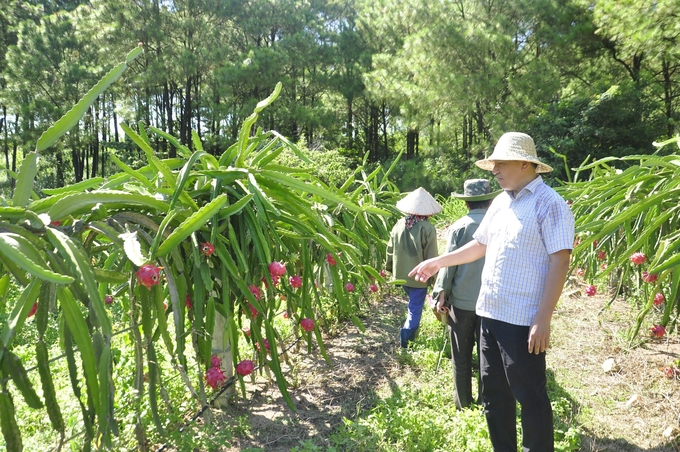 Mô hình trồng thanh long ruột đỏ tại phường Thanh Sơn, TP Uông Bí. Ảnh: Nguyễn Thành.
