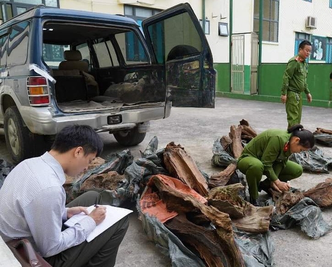 Lực lượng chức năng tỉnh Hà Giang kiểm kê, tạm giữ số gỗ ngọc am vận chuyển trái phép. Ảnh: Tư liệu.