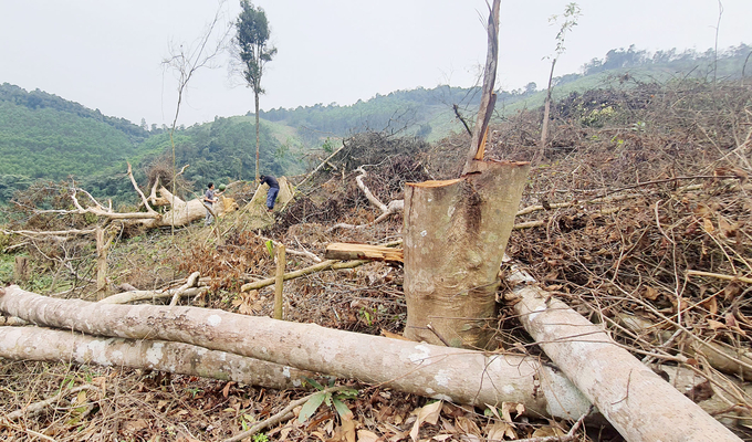 Rừng tự nhiên bị chặt phá tại xã Kim Hóa. Ảnh: TP.