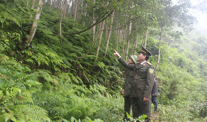 Từ chi trả DVMTR, Vườn Quốc gia PN- KB đã đầu tư tái tạo rừng. Ảnh: Thanh Nga.