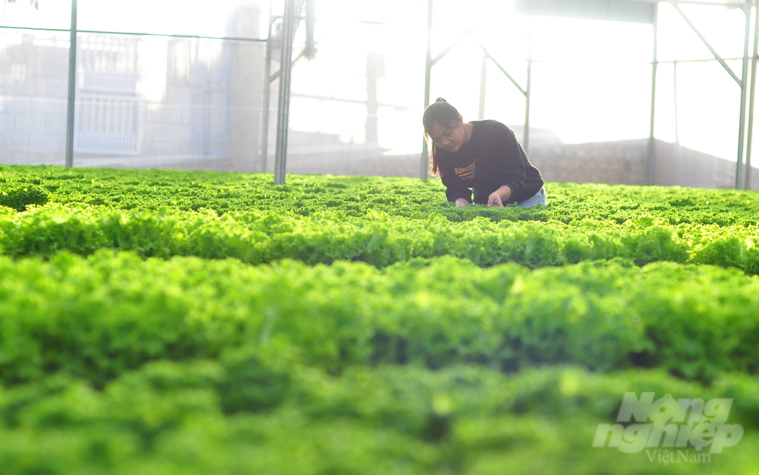 Toàn tỉnh Lâm Đồng hiện có khoảng 215 chuỗi liên kết sản xuất, tiêu thụ sản phẩm nông nghiệp với khoảng gần 20 nghìn hộ nông dân tham gia. Ảnh: Minh Hậu.