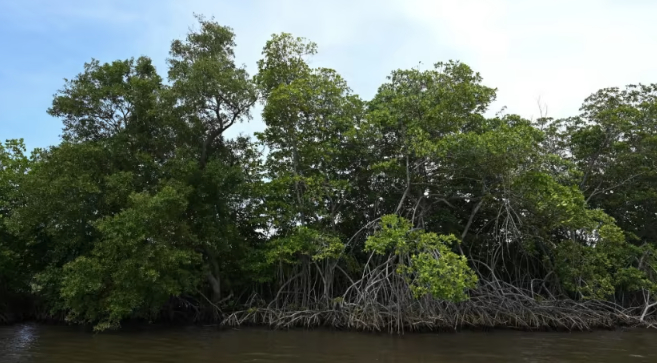 File photo of a mangrove swamp. Photo: AFP/Johan Ordonez