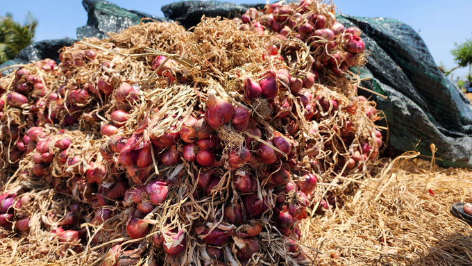 Shallots play an essential role in the crop structure of Soc Trang province. Photo: Kim Anh.