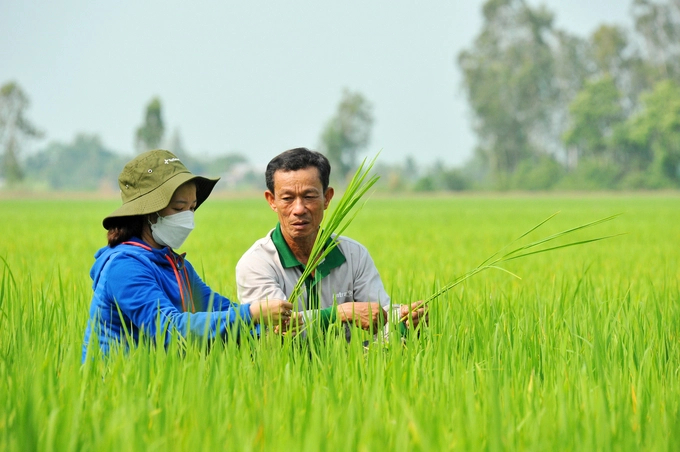 Đến thời điểm hiện tại, lúa được mùa được giá, tuy diện tích gieo cấy giảm nhưng sản lượng vẫn tăng. Ảnh: Lê Hoàng Vũ.