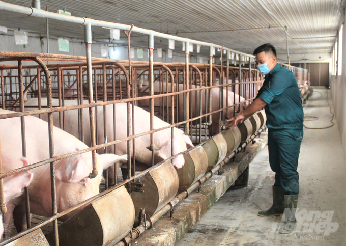 3 tháng đầu năm, chăn nuôi lợn gặp khó khăn do giá bán thịt hơi vẫn ở mức thấp trong khi giá nguyên liệu chế biến thức ăn chăn nuôi tăng cao. Ảnh: Phạm Hiếu.