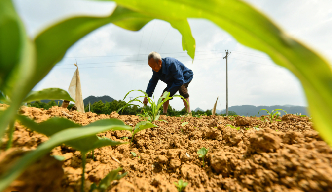 Khoảng cách về sản lượng đối với hạt giống ngô và đậu tương được sản xuất ở Trung Quốc hiện 'chậm hơn 20 năm' so với các sản phẩm hạt giống cùng loại của Mỹ. Ảnh: Getty