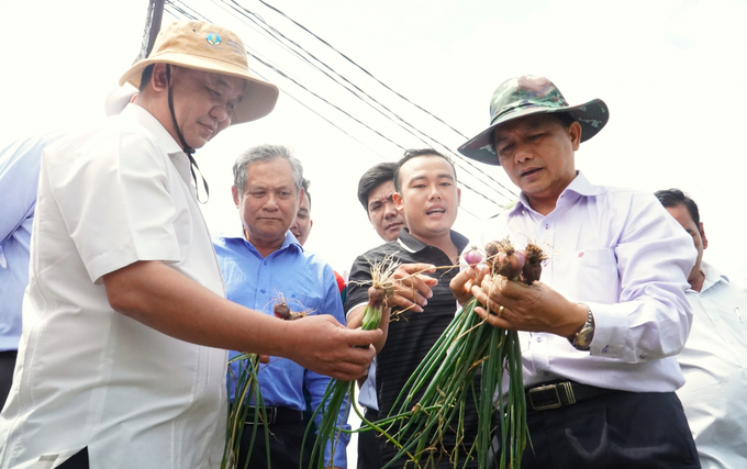 Mr. Tran Van Lau (far right), Chairman of Soc Trang Provincial People's Committee inspecting the production area to promote the production and consumption linkage of shallots between farmers in Vinh Chau town and Que Lam Group. Photo: Van Vu.
