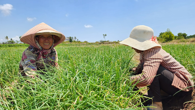 Soc Trang currently has over 1,100 hectares of organic shallot production. Photo: Kim Anh.