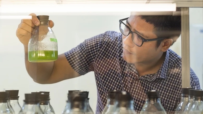 Tại Khoa Công nghệ sinh học, PGS. TS. Nguyễn Đức Bách đóng vai trò quan trọng trong công tác nghiên cứu và ứng dụng vi tảo trong thực tiễn. Ảnh: Mai Nguyên Anh/The World Bank.