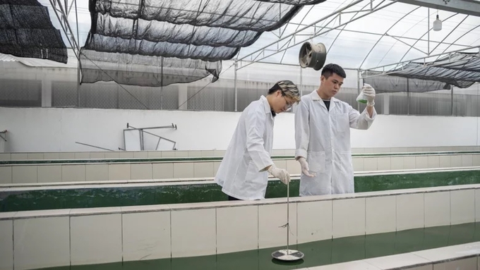 Sinh viên của Viện nghiên cứu vi tảo và dược mỹ phẩm kiểm tra sinh khối tảo được nhân giống trong bể raceway. Ảnh: Mai Nguyên Anh/The World Bank.