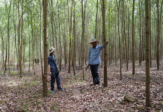 FSC-certified forest in Le Thuy district. Photo: T.P