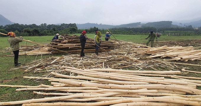 Wood from plantation forests is guaranteed to be purchased and has many export opportunities. Photo: T.P