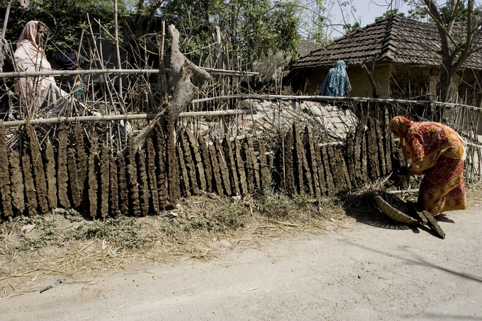 A villager making biofuel from cow manure which dries in the sun in Prosadapur Village in the Gomostapur District, Bangladesh.