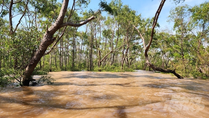 Soc Trang province plans to focus on planting new trees and protect existing forest area in 2023. Special attention will be given to developing aquaculture models under the forest canopy with the aim of balancing the ecosystem inside the forest. Photo: Van Vu.