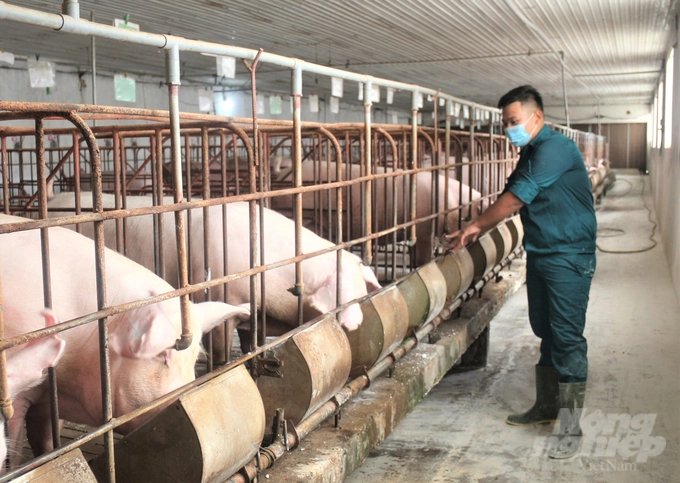 In the first 3 months of the year, pig production faced difficulties because the selling price of live meat remained low while the price of raw materials for animal feed processing increased. Photo: Pham Hieu.