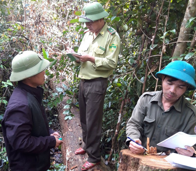 Đội KLCĐ&PCCCR kiểm tra, phát hiện vụ khai thác rừng trái phép tại tiểu khu 114, thuộc Công ty TNHH MTV Lâm nghiệp Sơ Pai, tỉnh Gia Lai. Ảnh: Minh Quý.