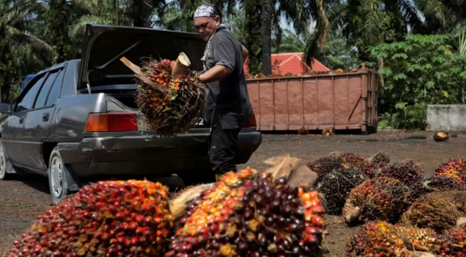 A man unloads fresh fruit bunches from his car at a palm oil fruit collection center for small growers in Selangor, Malaysia in 2022.