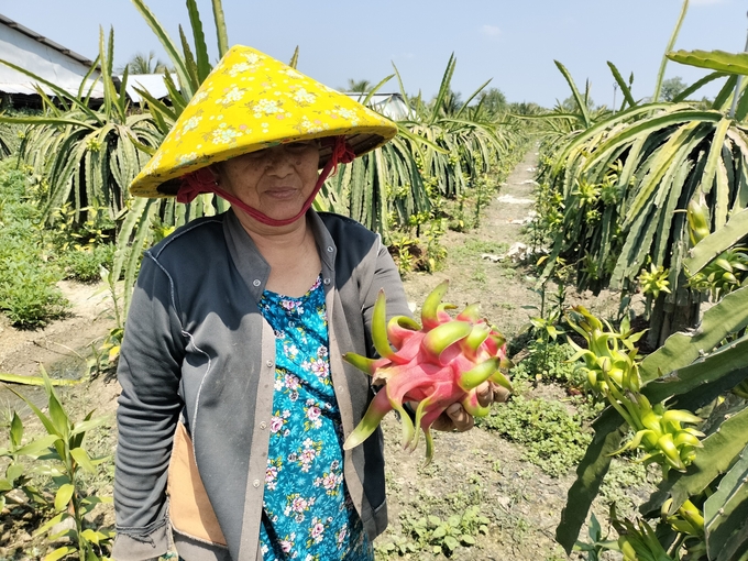 Hệ thống khuyến nông Tiền Giang đã bám sát nội dung chương trình phát triển nông nghiệp của tỉnh. Ảnh: Minh Đảm.