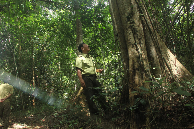 Rừng Bù Đốp, một trong những khu rừng được bảo vệ khá tốt của Bình Phước. Ảnh: Hồng Thuỷ.