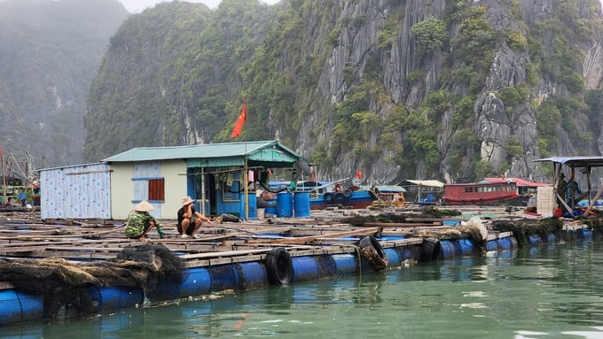 Nuôi trồng thủy sản ở Cát Bà đã có đóng góp đáng kể cho phát triển kinh tế - xã hội của địa phương. Ảnh: Đinh Mười.