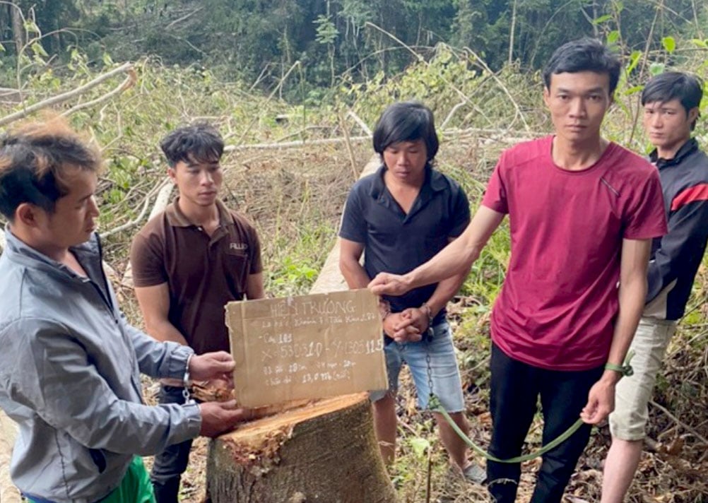 Nhóm thanh niên liên quan vụ phá rừng bị bắt giữ. 