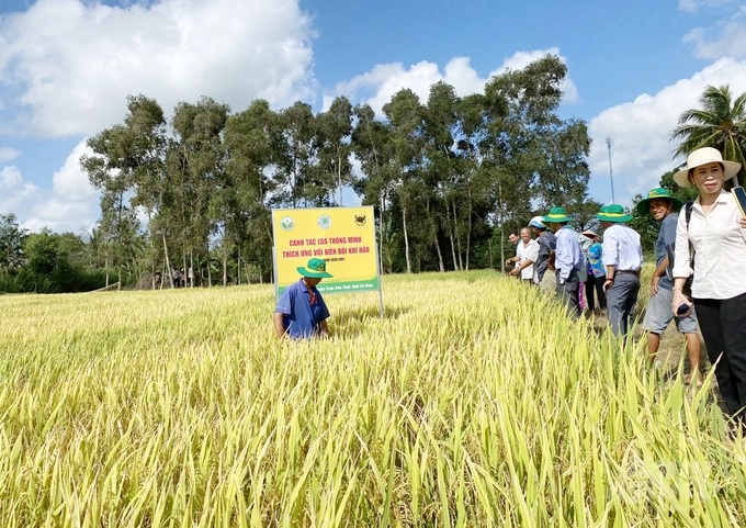 Binh Dien Fertilizer Joint Stock Company built hundreds of smart rice farming models to adapt to climate change for farmers in the Mekong Delta Photo: Le Hoang Vu.