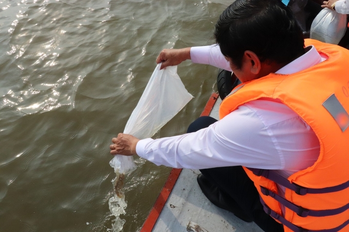 Dự kiến cuối tháng 8/2023, thành phố Cần Thơ sẽ tổ chức sự kiện lễ thả cá liên tỉnh trên sông Hậu. Ảnh: Kim Anh.