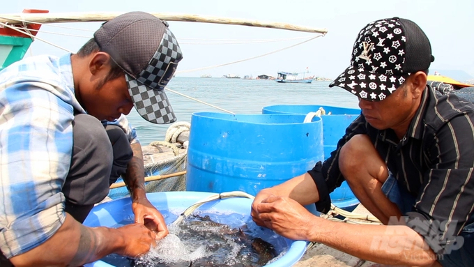 Chain links will bring success to the seafood industry. Photo: Minh Sang.