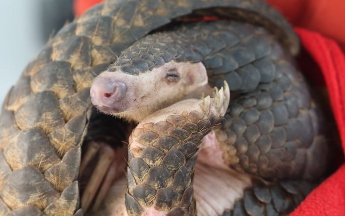 The Chinese pangolin individual was rescued on March 31. Photo: Cuc Phuong National Park.