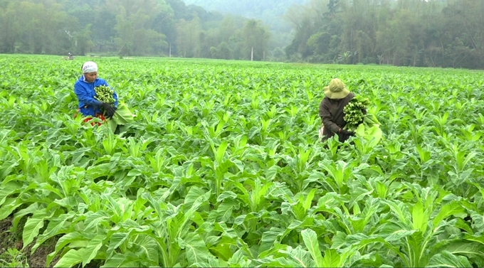 Sản xuất nông sản đặc hữu cũng là hướng đi của tỉnh Cao Bằng. Ảnh: Thể Nguyễn. 