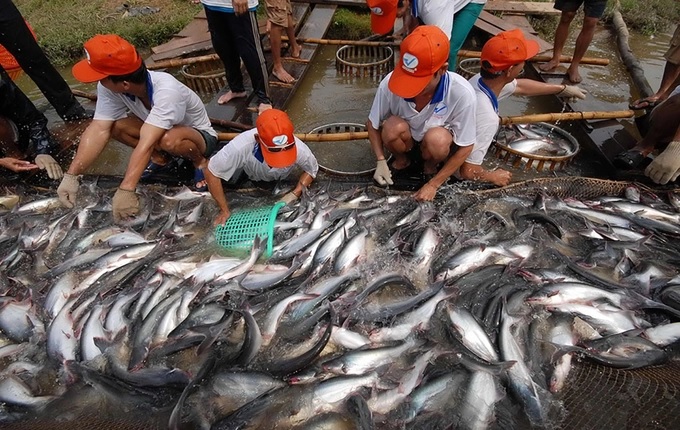 According to Deputy Minister Phung Duc Tien, on the condition that many businesses have promoted a sharp increase in aquaculture investment, Vietnam's fisheries industry will have great room for development, especially in terms of product value. Photo: Cong Han.