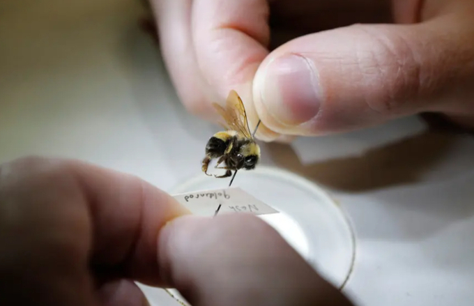 A researcher holds a bumblebee under a microscope in Hallowell, Maine. Photo: Portland Press Herald/Getty Images