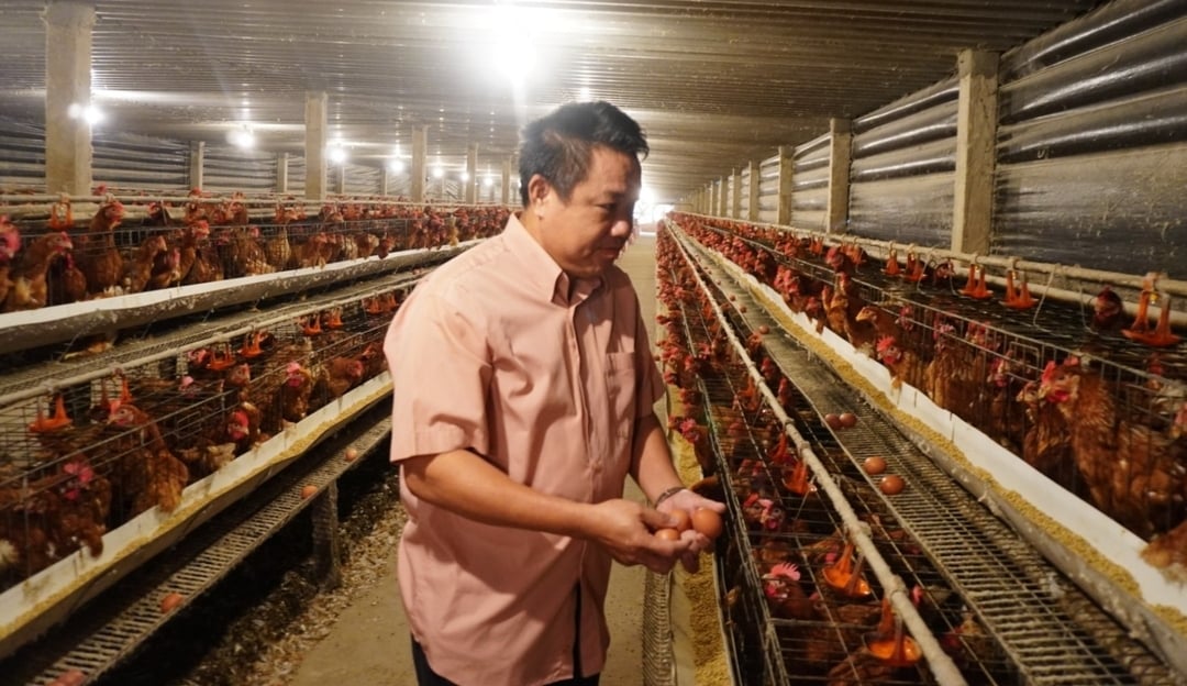 Anh Nguyễn Văn Cưng thu hoạch trứng tại trang trại của gia đình.