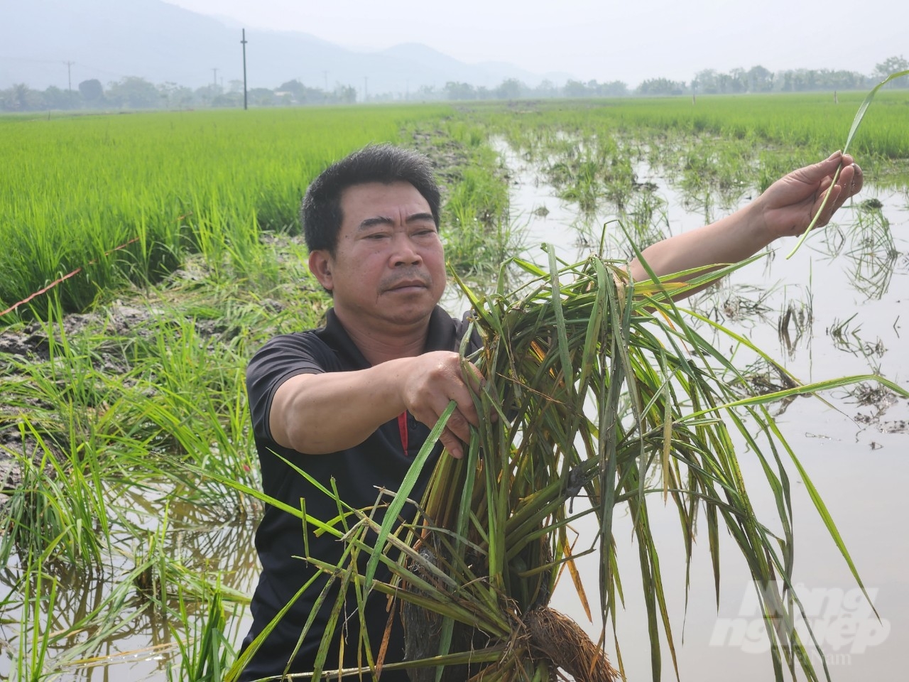 Người dân xã Yến Sơn xót xa trước việc nhiều diện tích lúa đến thời kỳ trổ đòng bị san ủi. Ảnh: Quốc Toản.