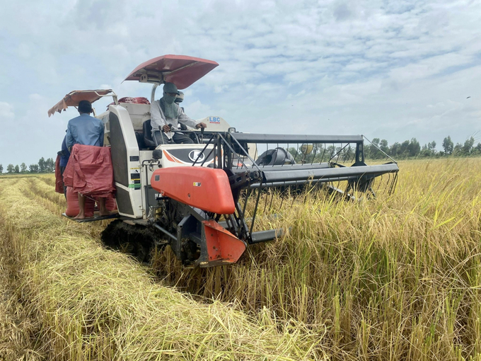 The accumulation of land will facilitate the application of machinery and technical advances to agricultural production. Consequently, it will help reduce costs, increase productivity, and improve value per unit of cultivation. Photo: Trung Quan.