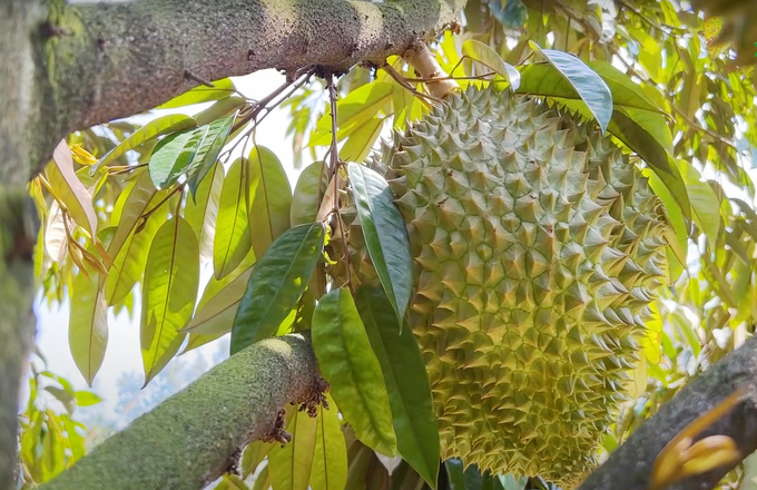 Durians grown in Binh Phuoc province. Photo: Son Trang.