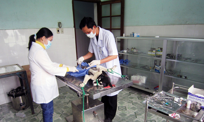 Thực tế cho thấy, mạng lưới thú y cơ sở tại một số xã, phường tại tỉnh Thừa Thiên - Huế vẫn còn yếu và thiếu. Ảnh: CĐ.